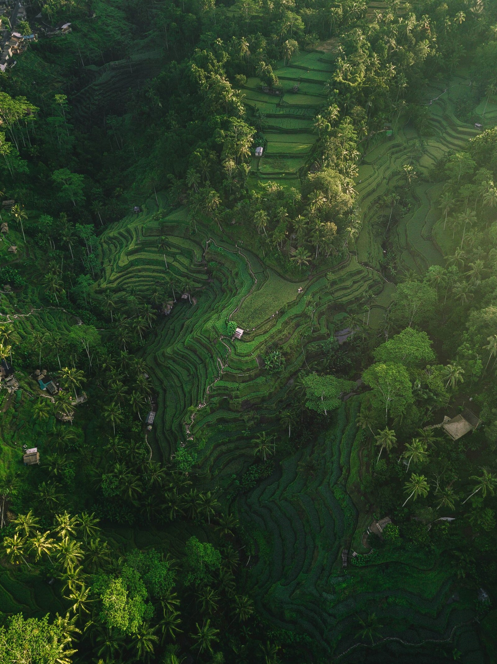 Bali rice terraces landscape - The destination